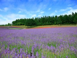 北海道の周遊旅行に最適！北海道内の空港＆北海道のシティやリゾートホテル・温泉宿を自由に組み合わせOK！レンタカー付きプラン